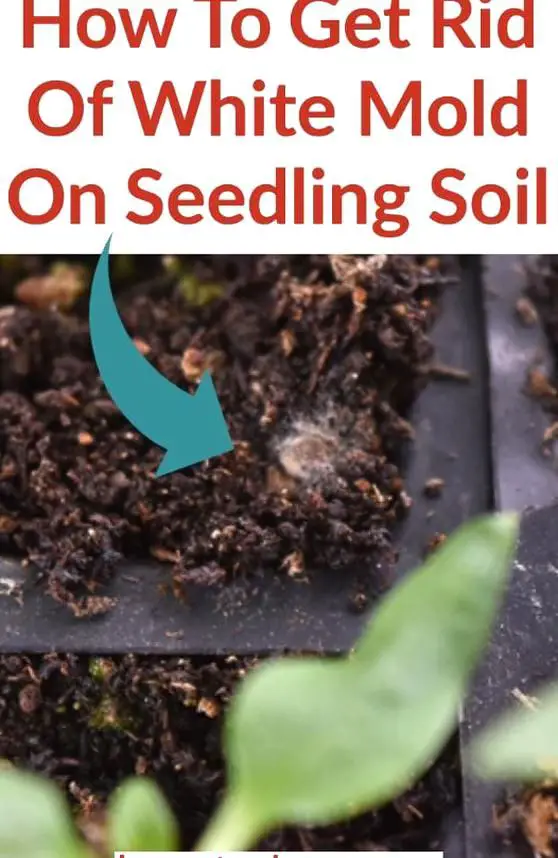How to get rid of mold on seedlings If you are starting to ...