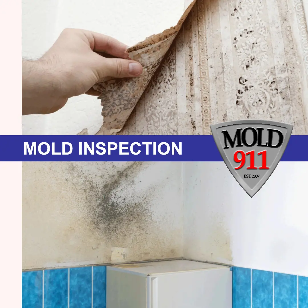 How to Get Rid of Mold on Walls?