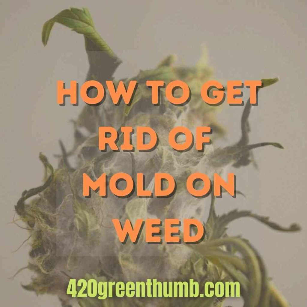 How to Get Rid of Mold on Weed and Difficulty of Spotting It