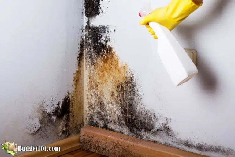 How to Get Rid of Mold Smell