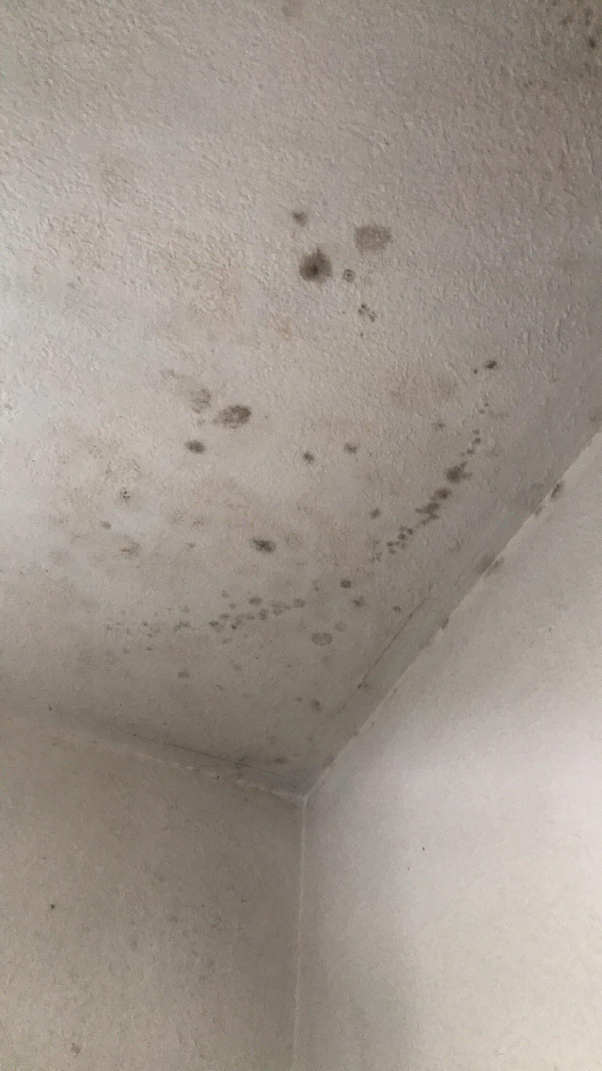 How To Get Rid Of Mold Spots On Bathroom Ceiling