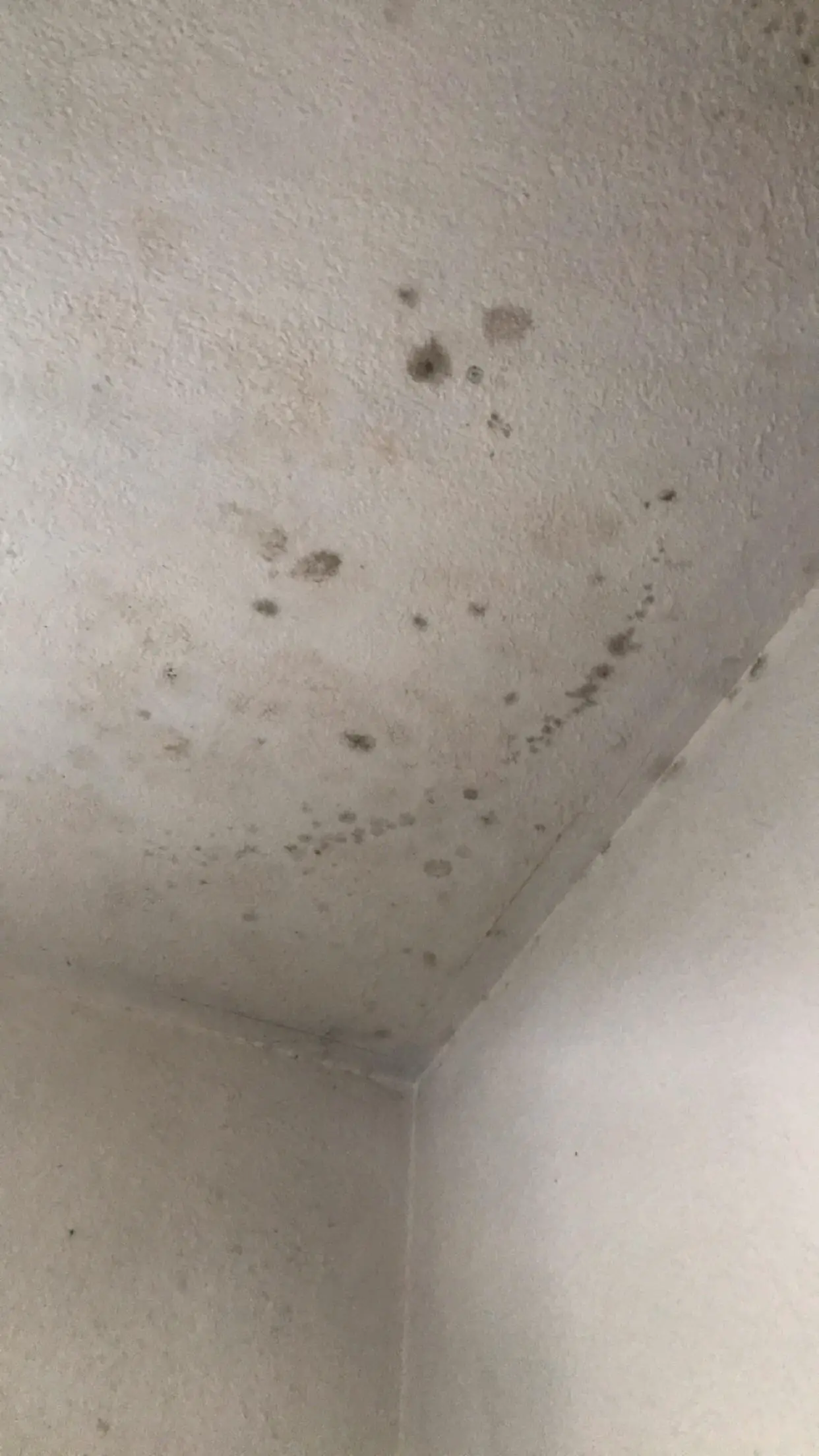 How To Get Rid Of Mold Spots On Bathroom Ceiling ...