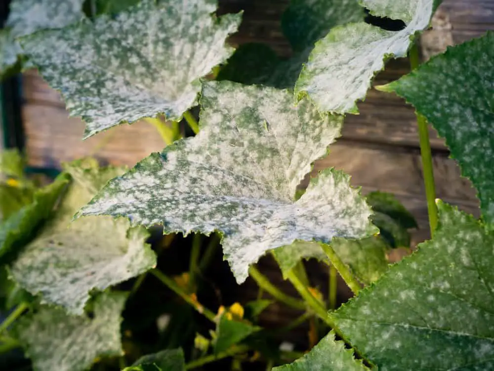 How To Get Rid of Powdery Mildew on Plants in 2021 ...