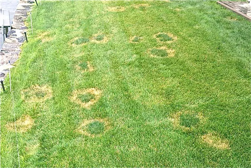 How to Get Rid of Summer Lawn Fungus