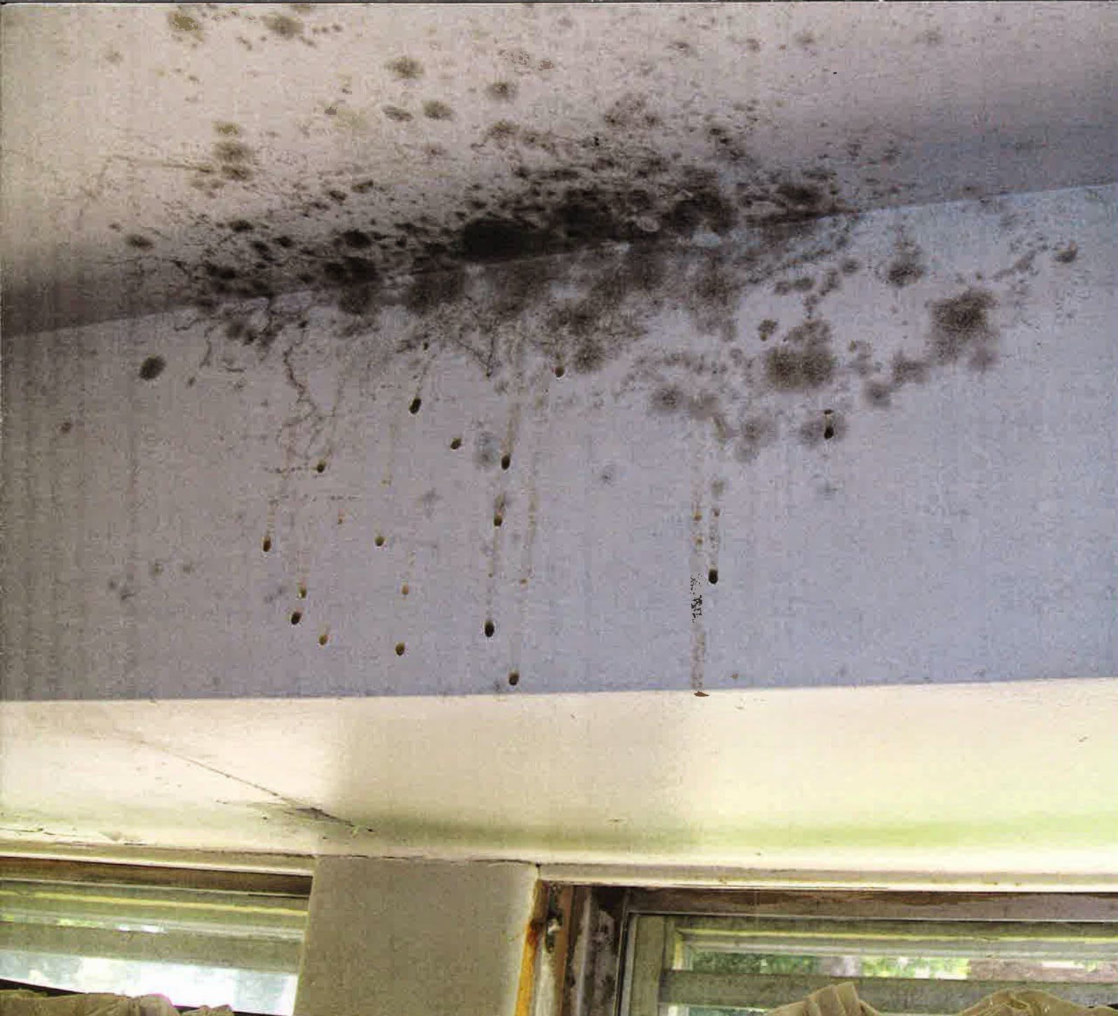 How To Get Rid Of The Mold In Your Apartment » GeekedOutHome