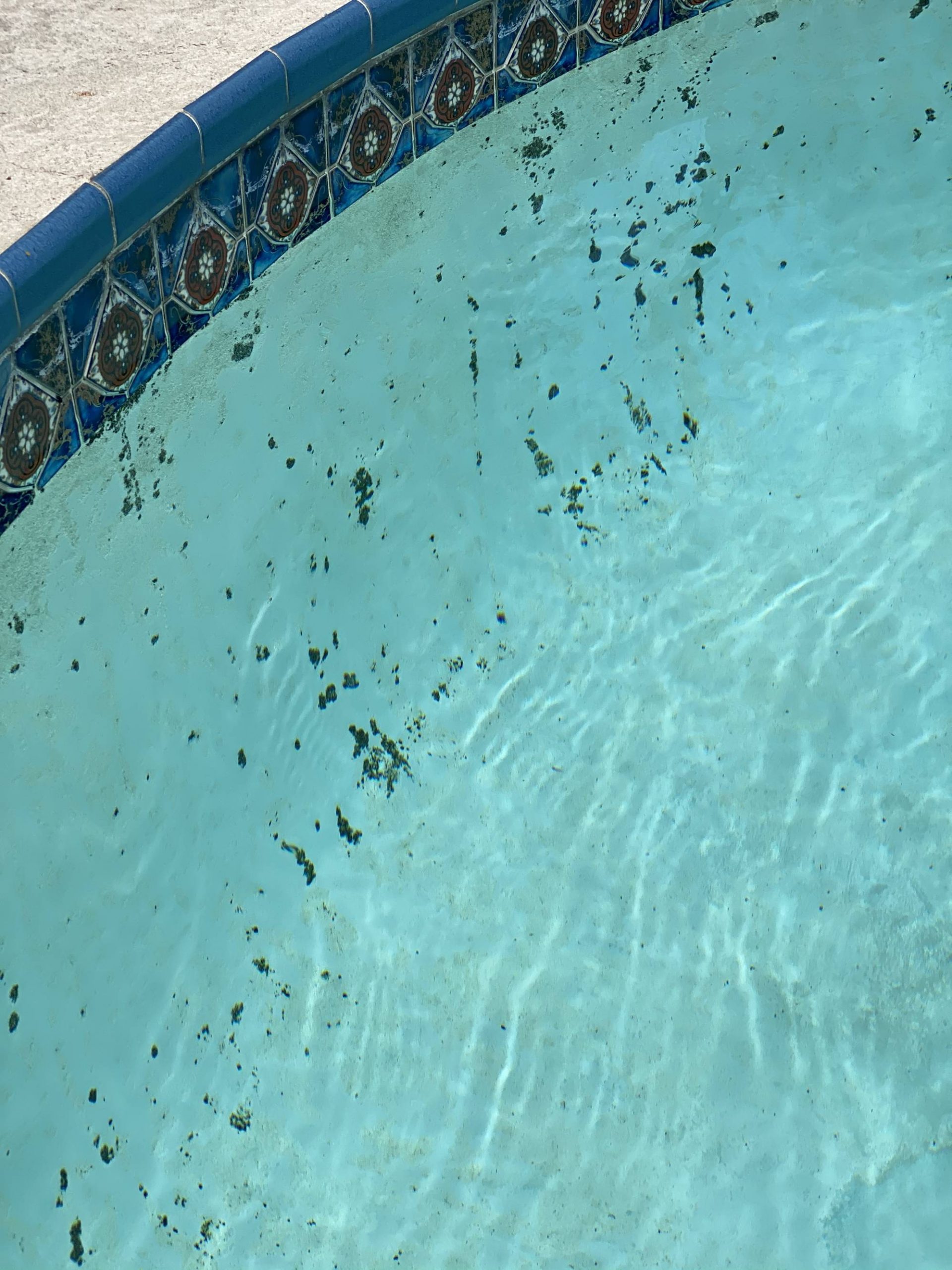 How to get rid of these black spots? : pools