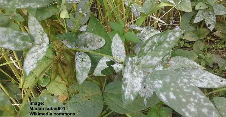 How to Get Rid of White Mold on Plants (Ultimate Guide) in ...