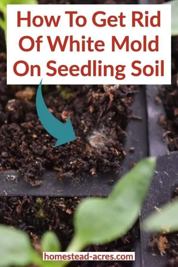 How To Get Rid Of White Mold On Seedling Soil