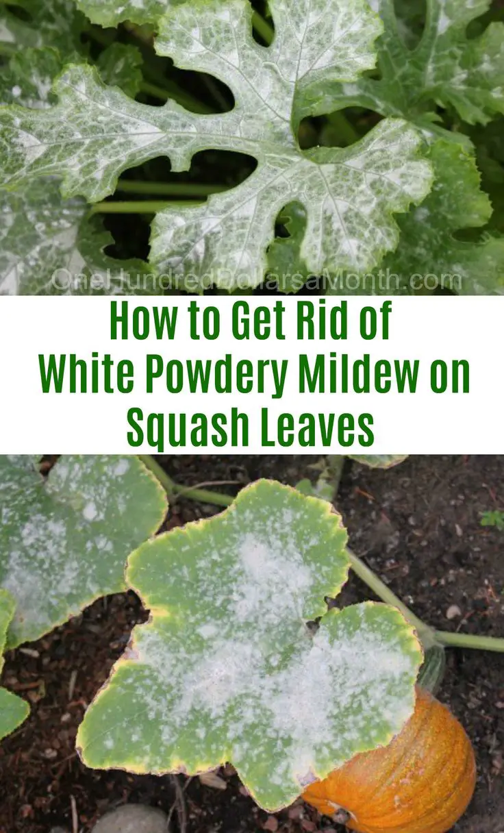 How To Get Rid Of Yellow Fungus In Mulch
