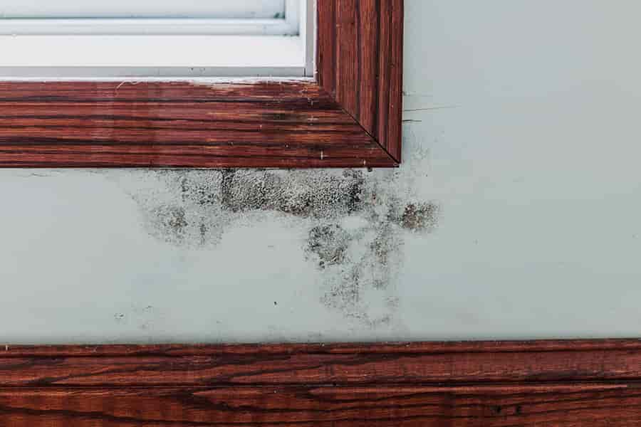 How to Handle Black Mold
