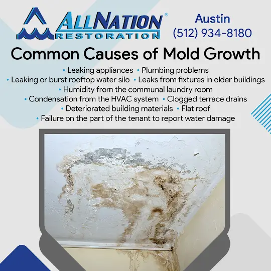 How To Handle Mold In Apartment