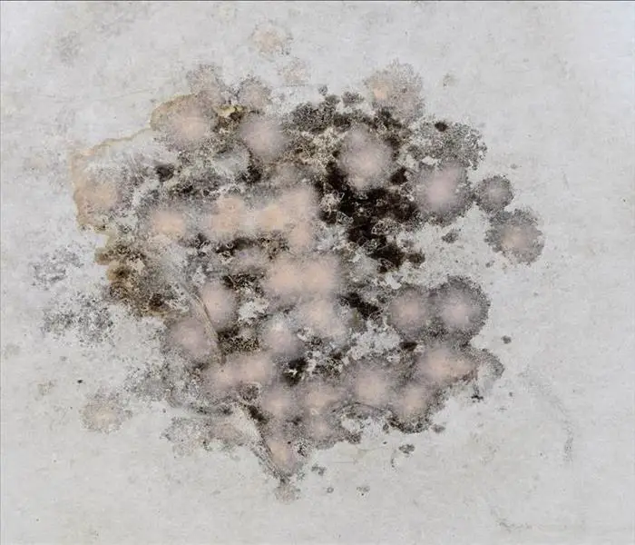 How To Identify and Address Black Mold in Your Home