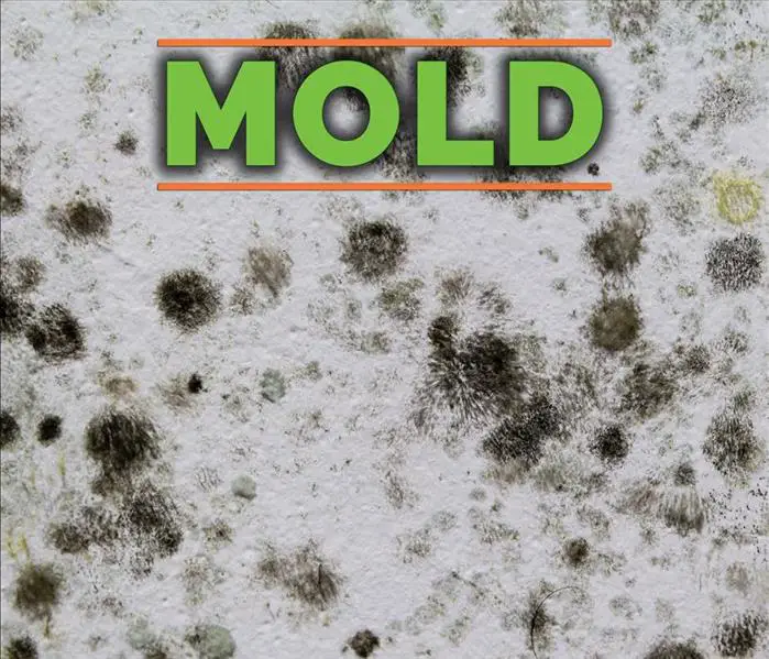 How To Identify Black Mold: 3 Tips