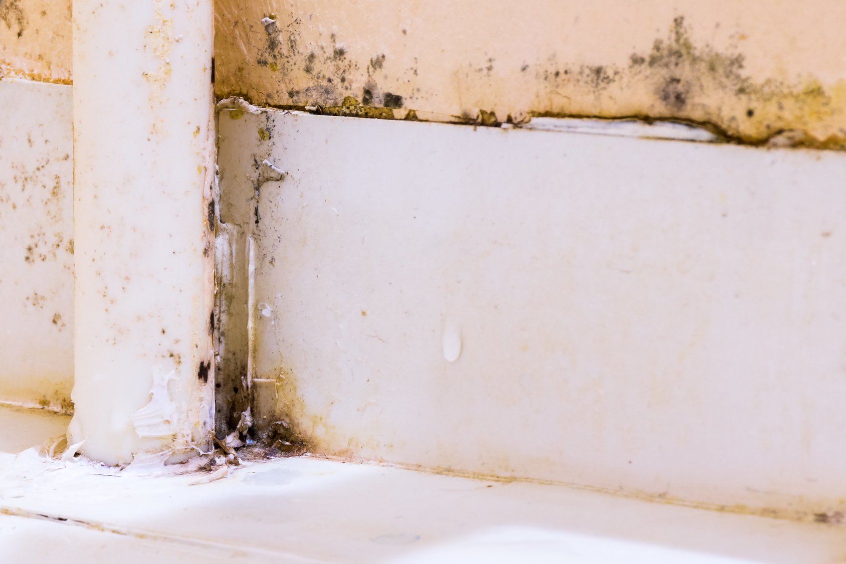 How To Identify Black Mold In Shower : What Does Black ...