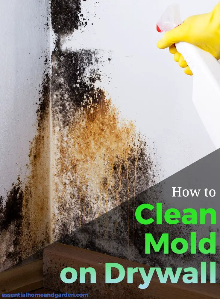 How To Identify Black Mold On Drywall