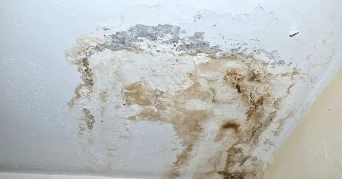 How To Identify Black Mold On Wood