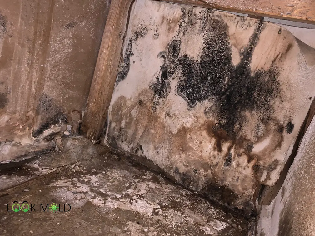 How To Identify Black Mold
