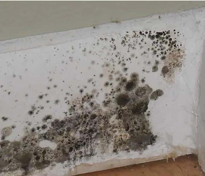 How To Identify Black Mold Vs Regular Mold / Black Mold Pictures ...