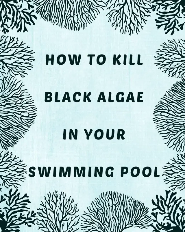 How to Kill Black Algae in Your Swimming Pool