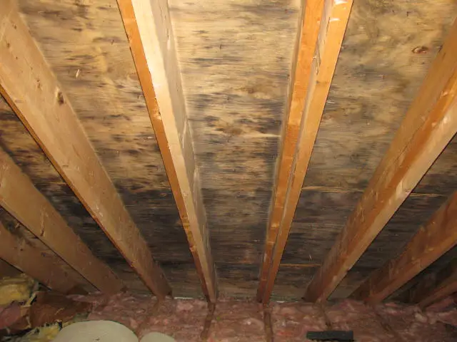How to Kill Black Mold on Wood and More