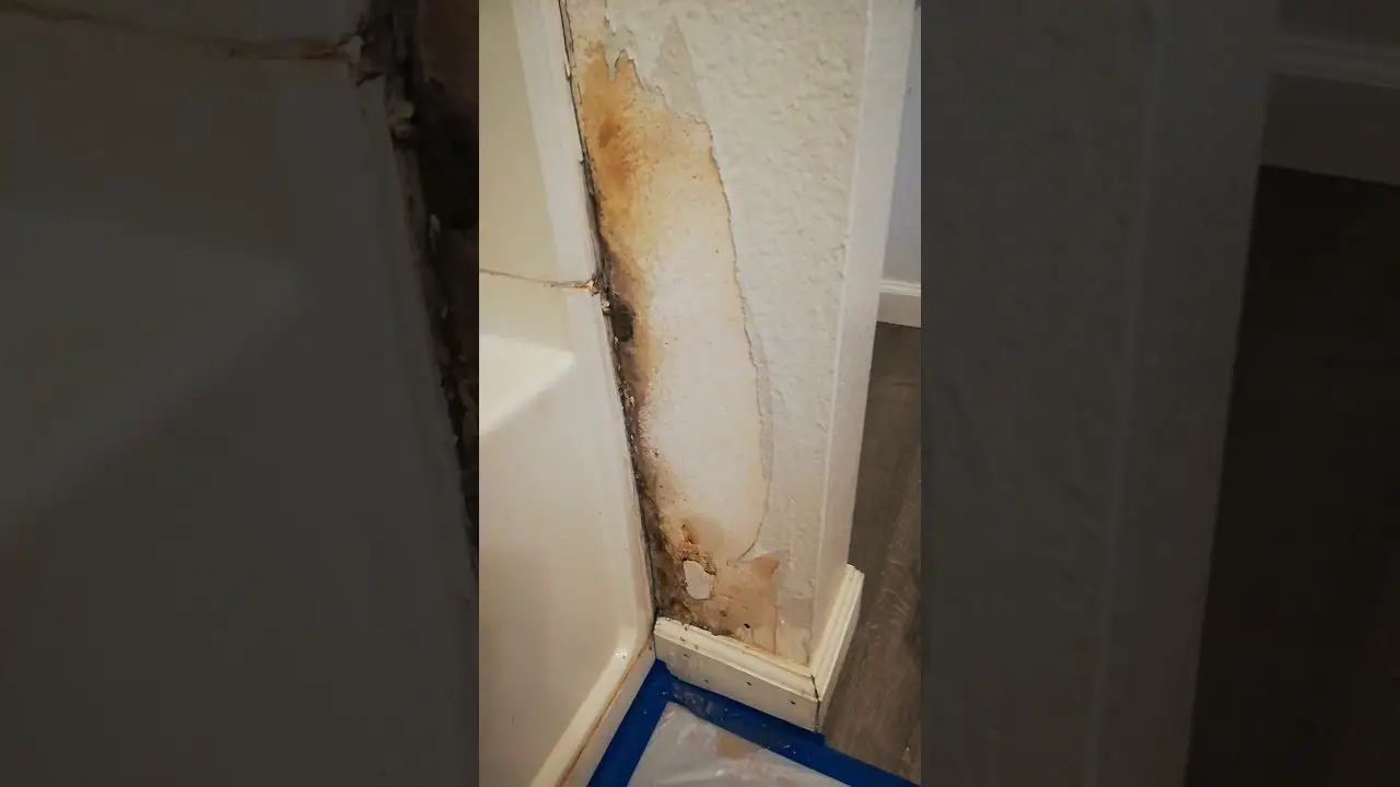 How To Kill Mold On Drywall