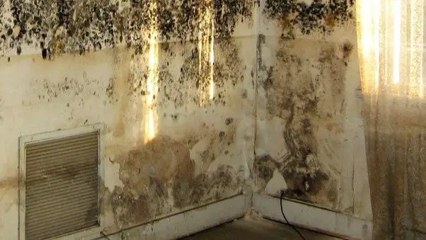 How to know if a house has black mold