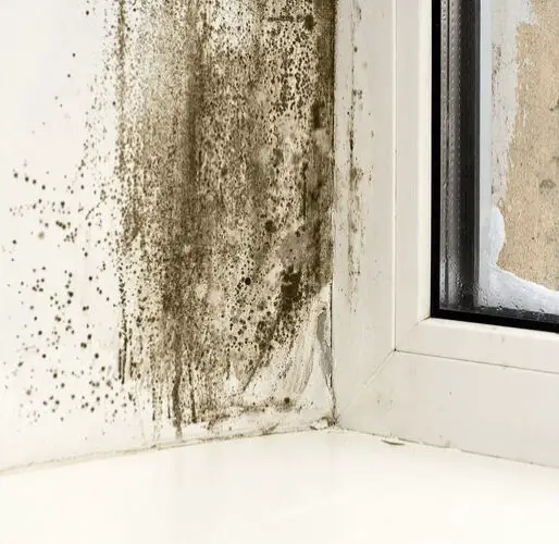 How to know if thereâs mold in your home