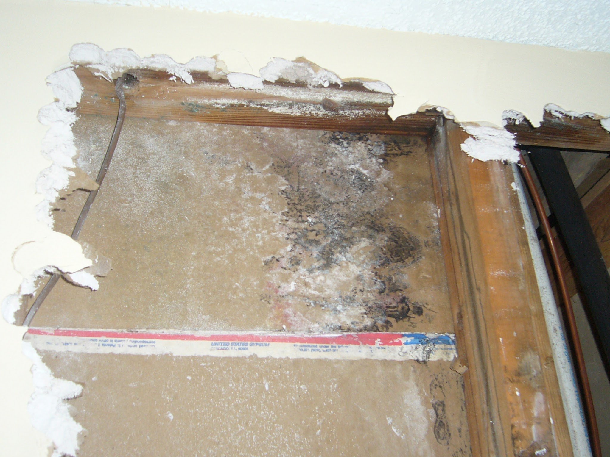 How to Know If You Have Hidden Mold in Your Property