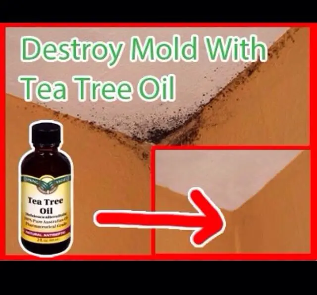 How To Naturally Destroy Mold!