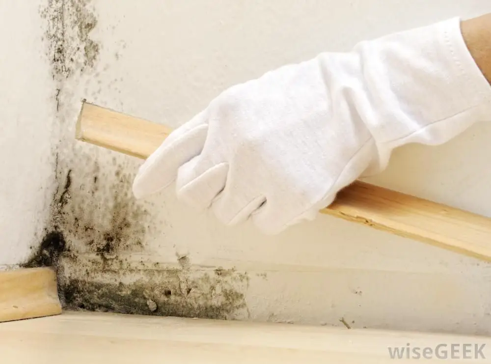 How to Perfectly Get Rid of Mold and Mildew Once and For ...