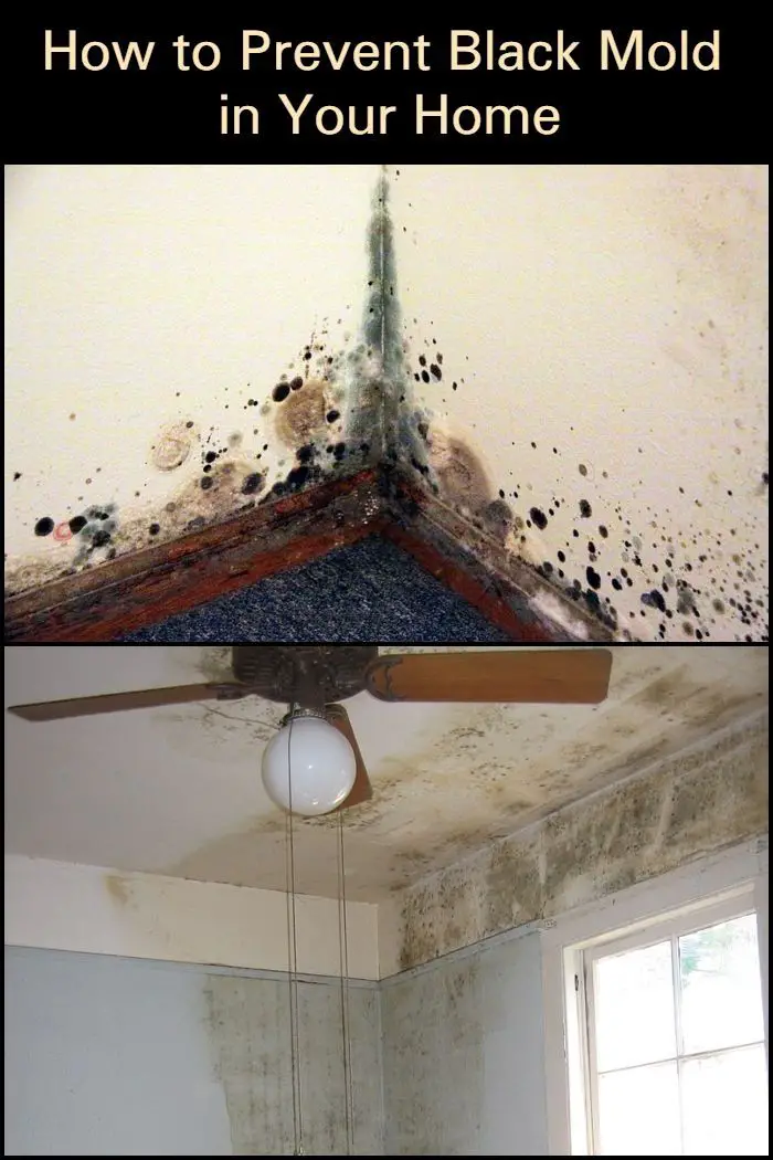 How to Prevent Black Mold in Your Home