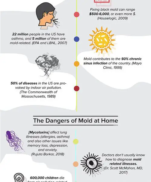 How to Prevent Black Mold [Infographic]
