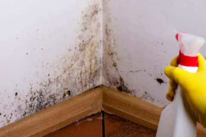 How to Prevent (&  Deal With) Mold in Your Rental ...