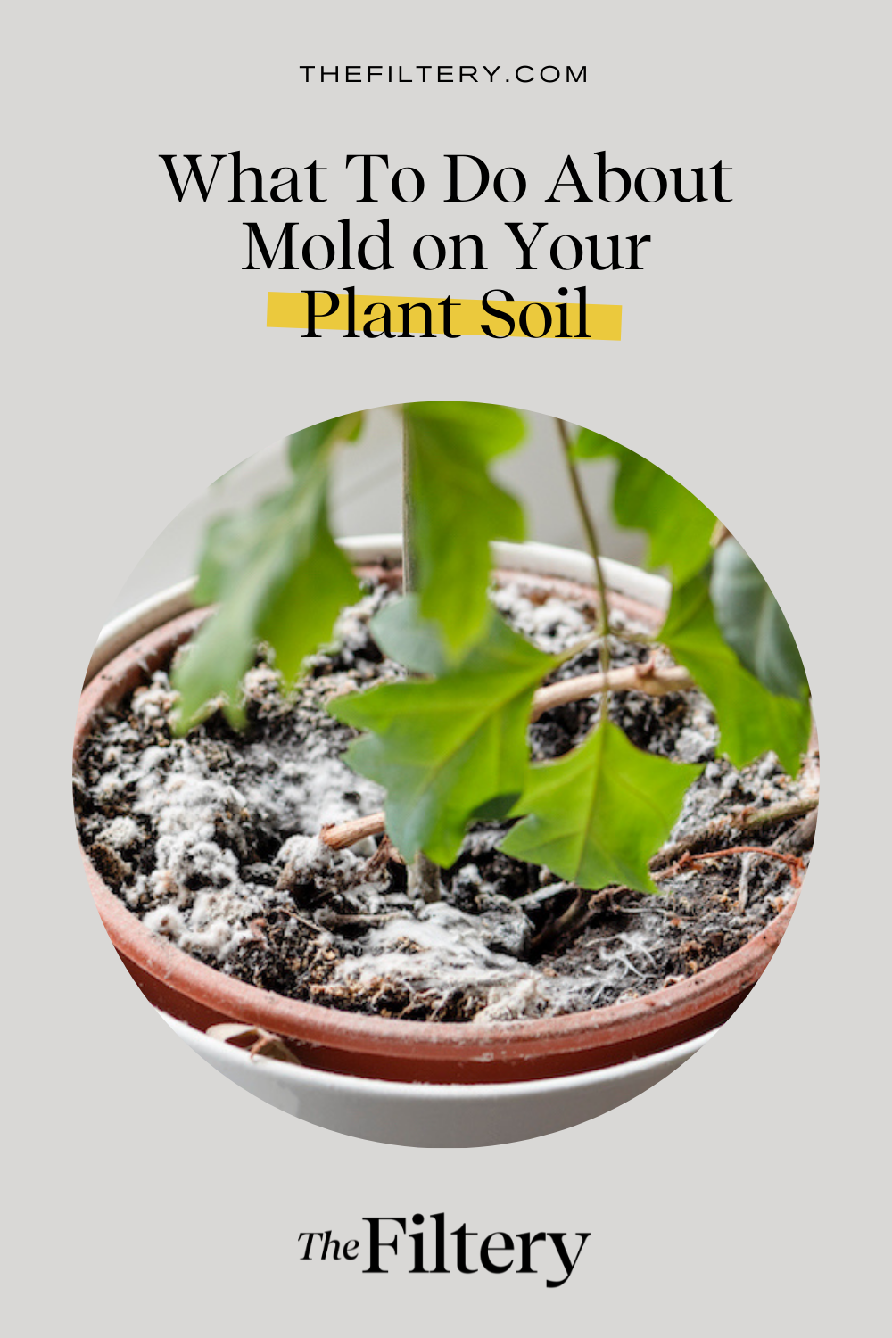 How to Prevent &  Get Rid of Mold on Plant Soil
