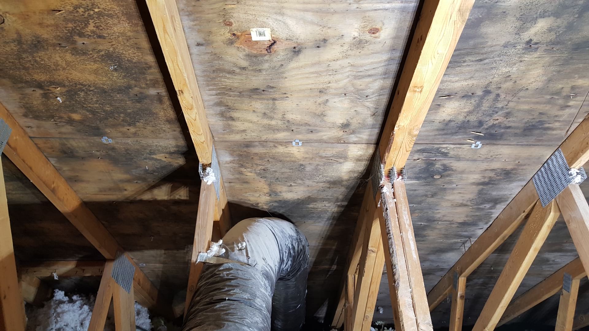 How To Remove Black Mold From Attic
