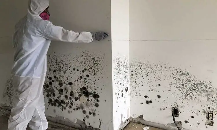 How To Remove Black Mold From Walls