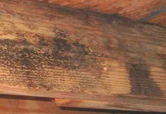 How to Remove Black Mold from Wood