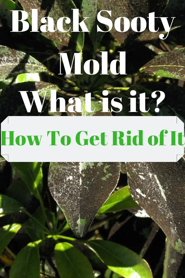 How To Remove Black Sooty Mold