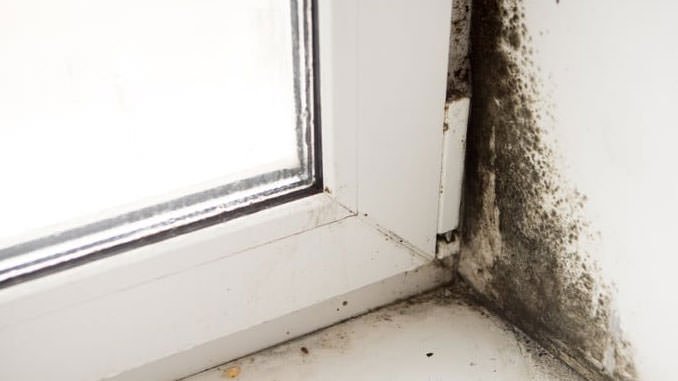 How to remove mold around windows
