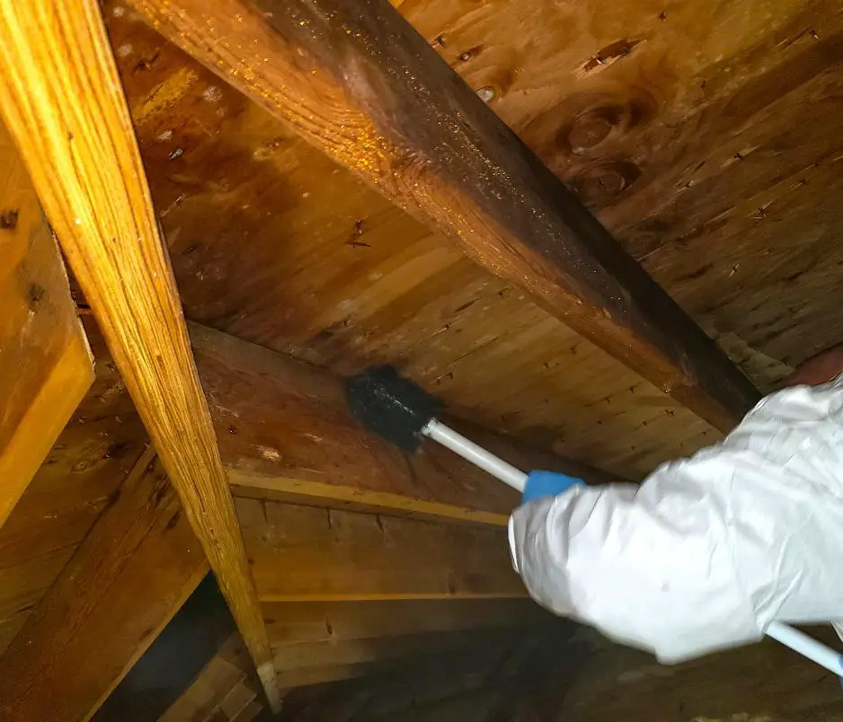 How To Remove Mold From Attic Rafters