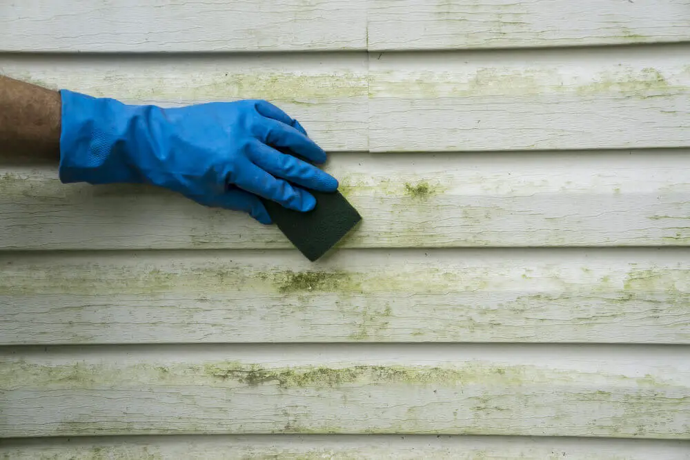 How to remove mold from vinyl siding