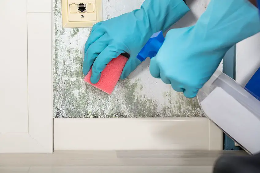 How to Remove Mold from Wood