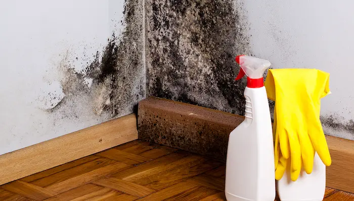 How To Remove Mold From Wood &  Drywall