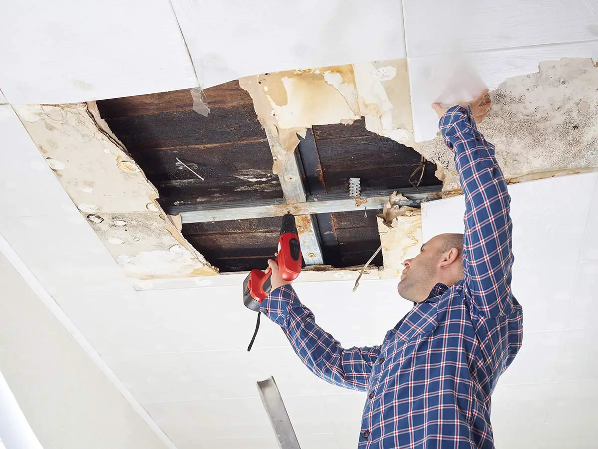 How To Remove Mold From Wood, Drywall, Tiles &  Carpet