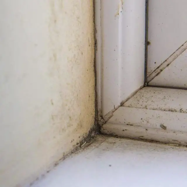 How to Remove Mold From Wood Paneling