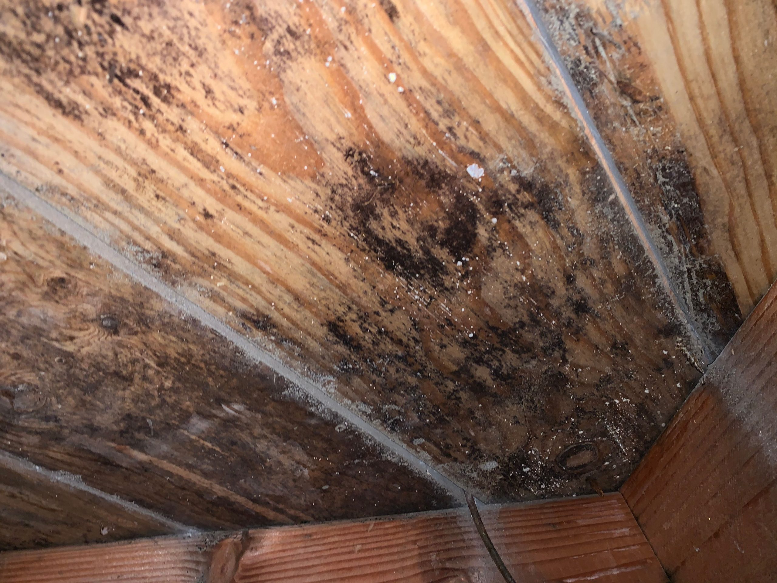 How To Remove Mold From Wood Subfloor