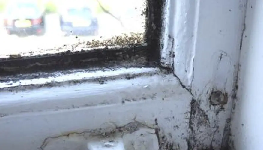 How to Remove Mold from Wood Trim