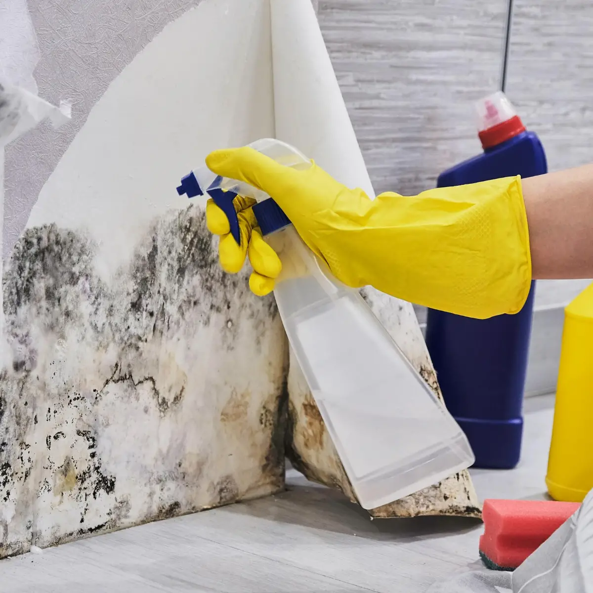 How to Remove Mold Safely