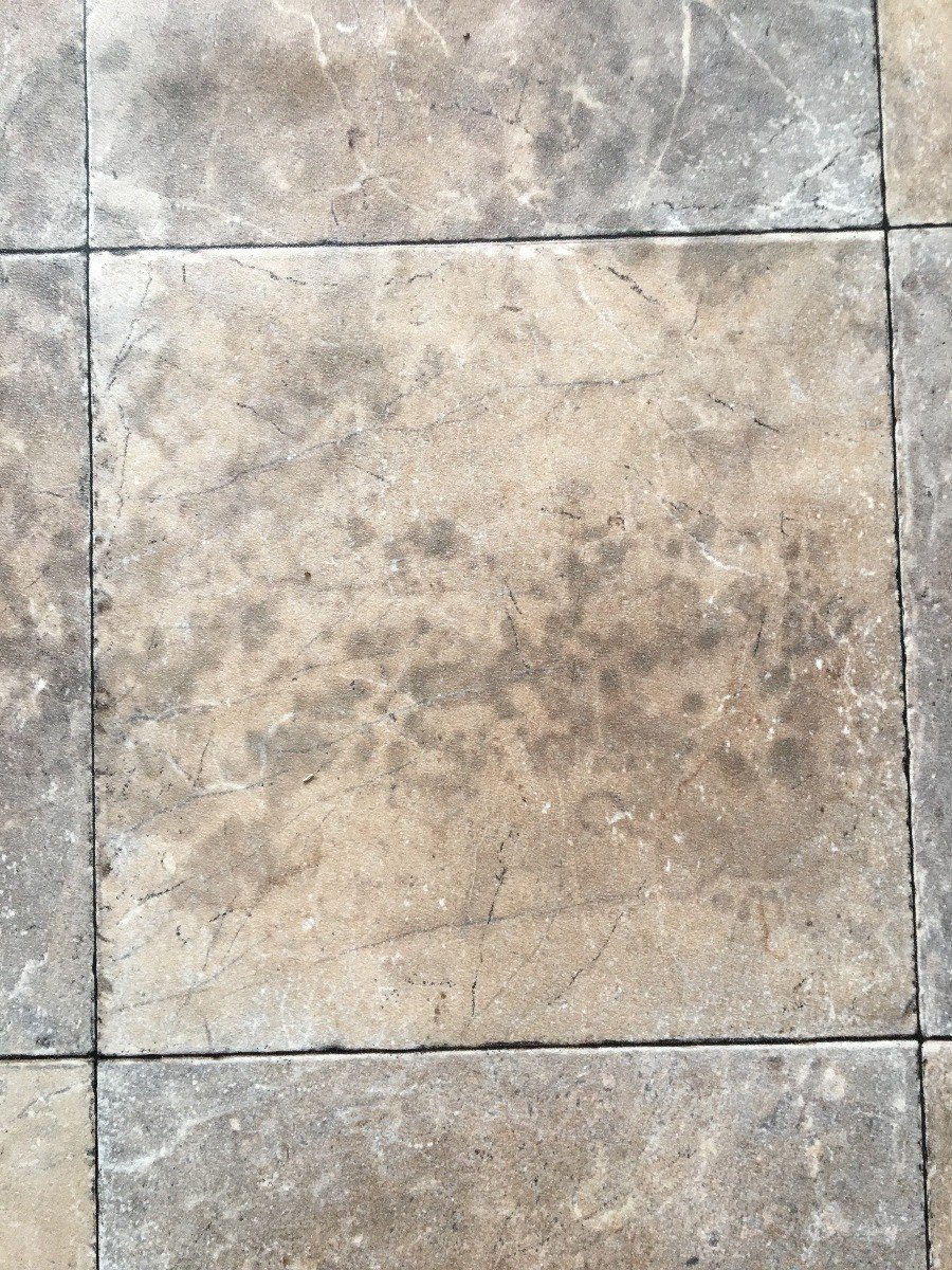How to Remove Mold Stains from a Linoleum Floor?