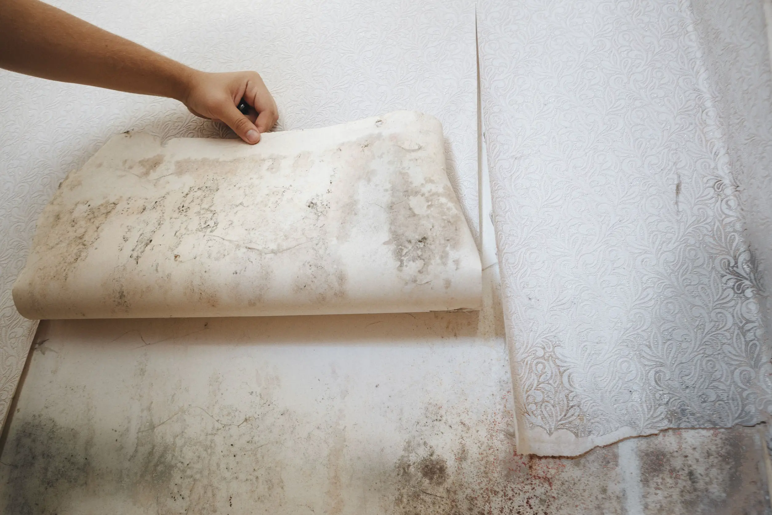 How to spot mold in your homeand determine whether its the really bad ...